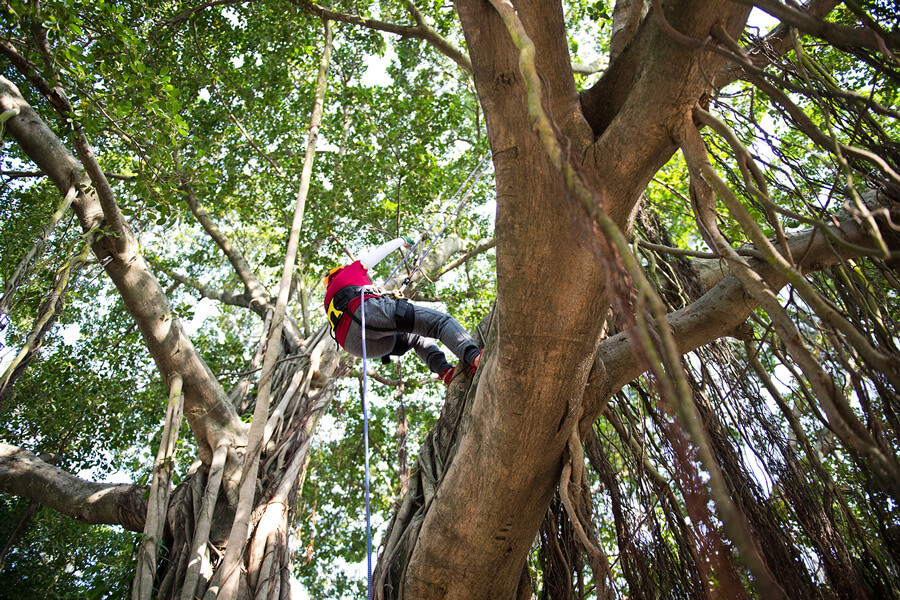Tree Climbing Course photo
